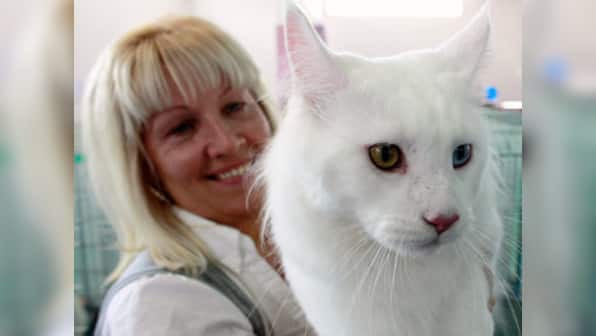 Love cats? You are prone to commit suicide