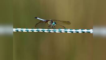 Shotgun designed to kill flies