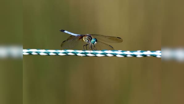 Shotgun designed to kill flies