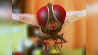 'Eega': a housefly set to take south Indian cinema by storm