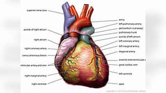 Now, prevent your heart from ageing