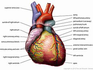 Now, prevent your heart from ageing Now, prevent your heart from ageing