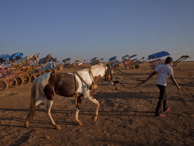 Zeenat Aman asks for ban on horse-drawn carriages Zeenat Aman asks for ban on horse-drawn carriages