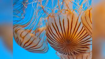 How a jellyfish can save you from heart attack