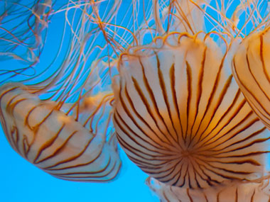 As jellyfish population becomes a worldwide menace, how we treat our oceans needs urgent change As jellyfish population becomes a worldwide menace, how we treat our oceans needs urgent change
