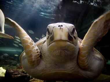 How climate change is killing the largest sea turtles
