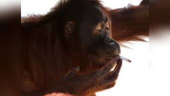 Smoking orangutan moved from Indonesian zoo