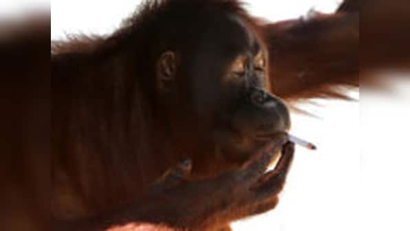 Smoking orangutan moved from Indonesian zoo