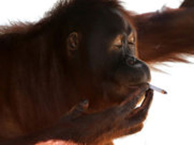 Smoking orangutan moved from Indonesian zoo Smoking orangutan moved from Indonesian zoo