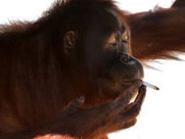 Smoking orangutan moved from Indonesian zoo