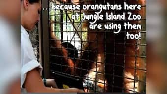 Watch: Miami zoo Orangutans order lunch using iPads!