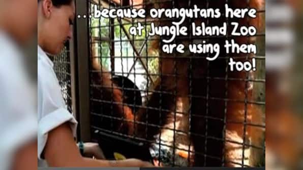 Watch: Miami zoo Orangutans order lunch using iPads!