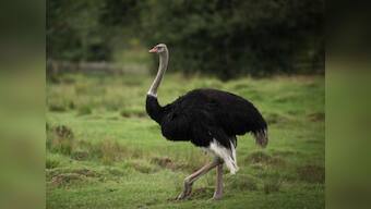 I'm an animal, at least in Pak, said the Ostrich