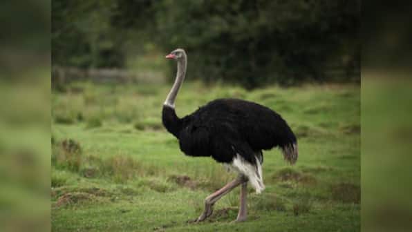 I'm an animal, at least in Pak, said the Ostrich