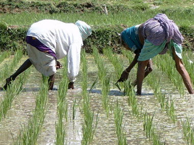 Odisha farmers protest non-procurement of paddy, blocked road at three places in protest Odisha farmers protest non-procurement of paddy, blocked road at three places in protest
