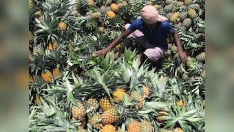 Why following a pineapple fad diet is not a good idea