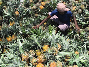 How Indo-Bangla border led to fall in pineapple cultivation in Tripura How Indo-Bangla border led to fall in pineapple cultivation in Tripura