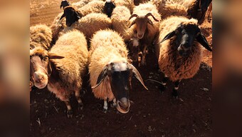 Preparing meat-based food without animal slaughter may be next big breakthrough to avoid cruelty, environmental degradation