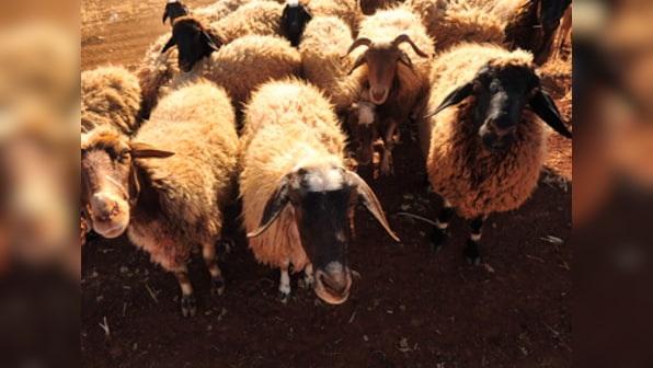 Preparing meat-based food without animal slaughter may be next big breakthrough to avoid cruelty, environmental degradation