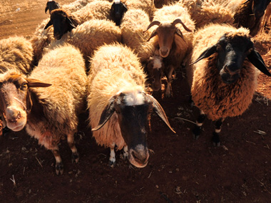 Preparing meat-based food without animal slaughter may be next big breakthrough to avoid cruelty, environmental degradation Preparing meat-based food without animal slaughter may be next big breakthrough to avoid cruelty, environmental degradation