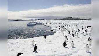 Penguin numbers on the rise as glaciers retreat: Report