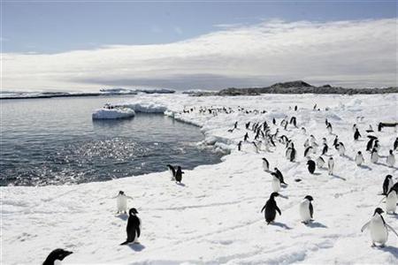 Penguin numbers on the rise as glaciers retreat: Report Penguin numbers on the rise as glaciers retreat: Report