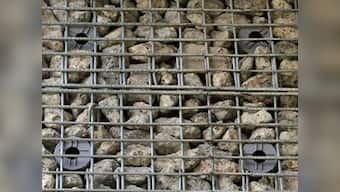 Bats? Olympic Park hopes for ecological legacy 