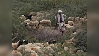 Looming drought leaves livestock farmers in lurch for fodder