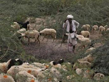 Looming drought leaves livestock farmers in lurch for fodder Looming drought leaves livestock farmers in lurch for fodder
