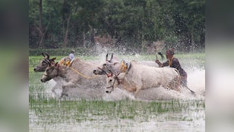 Gujarat govt launches new scheme: Free medical treatment to cattle