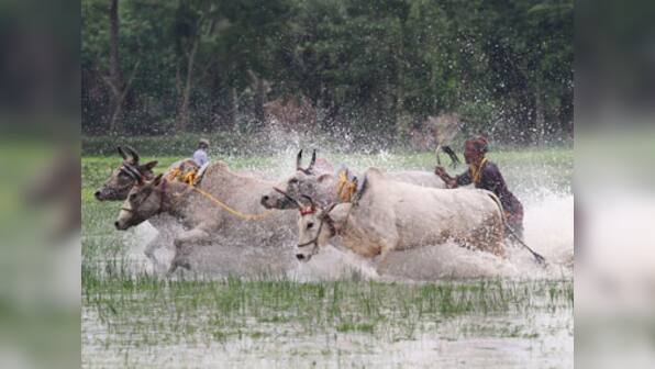 Gujarat govt launches new scheme: Free medical treatment to cattle