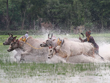 Gujarat govt launches new scheme: Free medical treatment to cattle Gujarat govt launches new scheme: Free medical treatment to cattle