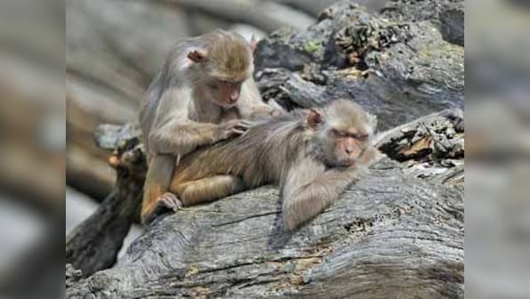 After a year, Monkey portfolios lose out to Nifty, Sensex