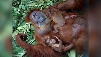 Surgery allows blind orangutan to see her babies