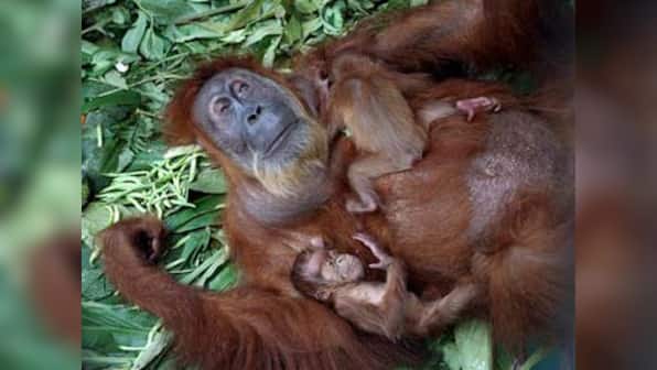 Surgery allows blind orangutan to see her babies