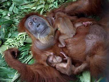 Surgery allows blind orangutan to see her babies