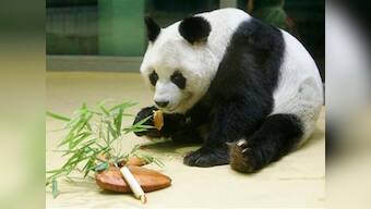 World's oldest captive male Panda dies in Berlin zoo
