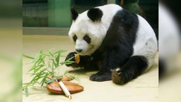 World's oldest captive male Panda dies in Berlin zoo