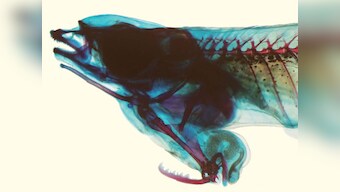 Discovered: A male fish whose reproductive organ is on its head