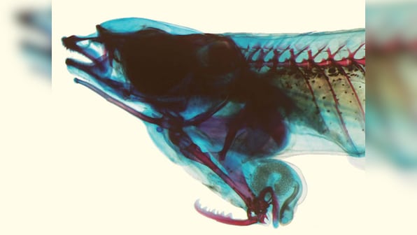 Discovered: A male fish whose reproductive organ is on its head