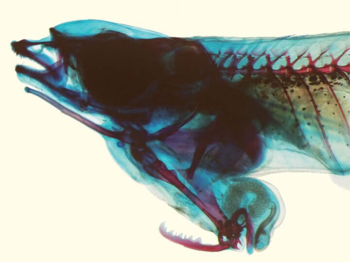 Discovered: A male fish whose reproductive organ is on its head