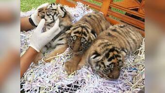 Shiv Sena speaks up for dead tiger cubs, calls for forest minister to take moral responsibility