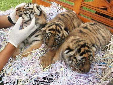 Shiv Sena speaks up for dead tiger cubs, calls for forest minister to take moral responsibility Shiv Sena speaks up for dead tiger cubs, calls for forest minister to take moral responsibility