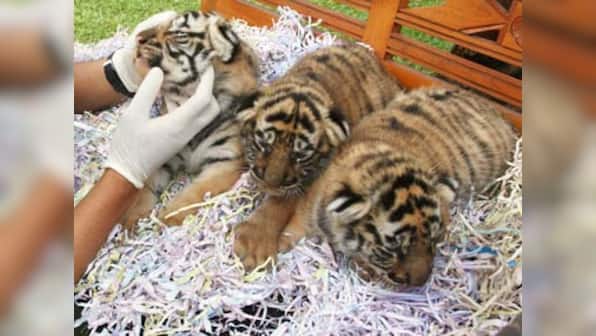 Shiv Sena speaks up for dead tiger cubs, calls for forest minister to take moral responsibility