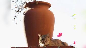 Parasite in cats may lead people to suicides