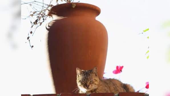 Parasite in cats may lead people to suicides