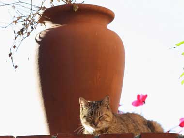 Parasite in cats may lead people to suicides Parasite in cats may lead people to suicides