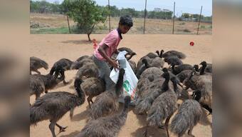 Emu and the never ending story of South Indian ponzi schemes