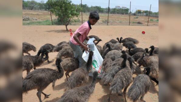 Emu and the never ending story of South Indian ponzi schemes