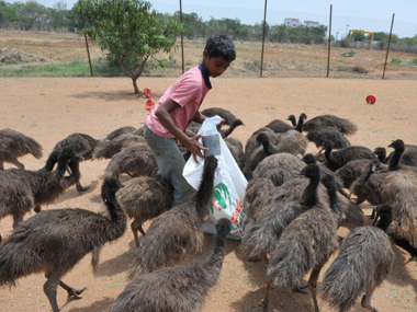 Emu and the never ending story of South Indian ponzi schemes Emu and the never ending story of South Indian ponzi schemes